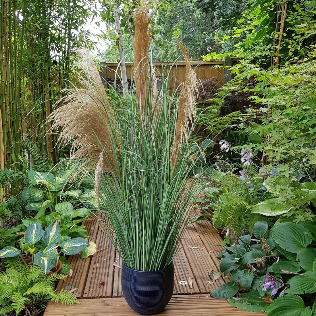Potted Pampas 5 heads (118cm)