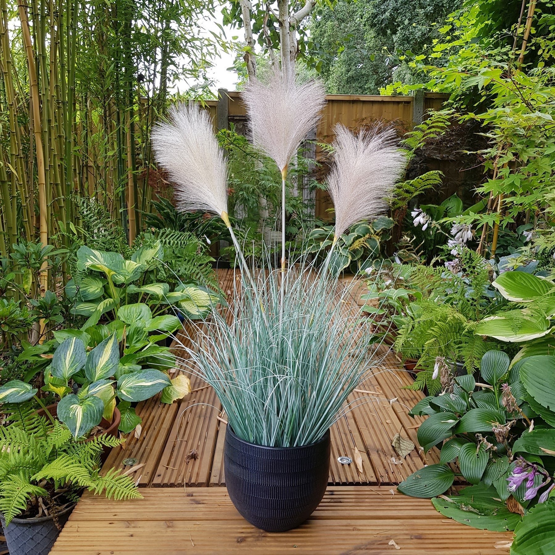 Potted Fluff Pampas 3 heads (85cm)