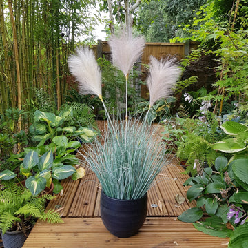 Potted Fluff Pampas 3 heads (85cm)