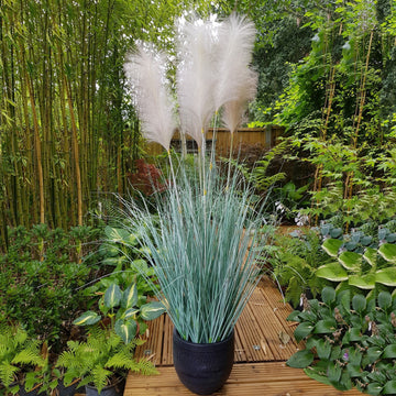 Potted Fluff Pampas 5 heads (137cm)