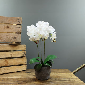 Artificial White Aragon Phalaenopsis in Planter 52cm (Medium - 3 Stems)