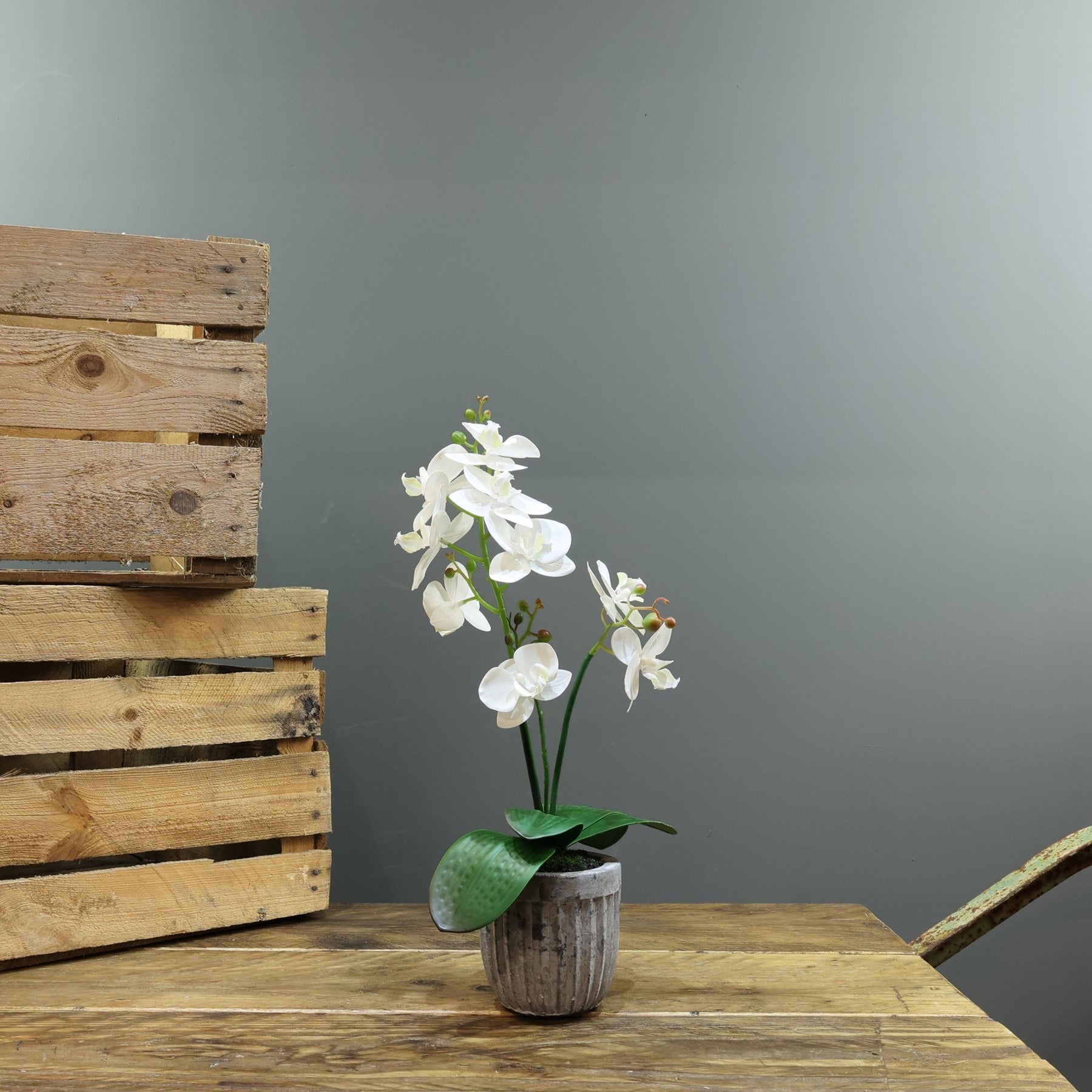 Artificial White Aragon Phalaenopsis in Planter 42cm (Medium - 2 Stems)