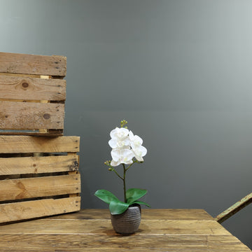 Artificial White Phalaenopsis in Planter 35cm (Medium - 1 Stem)