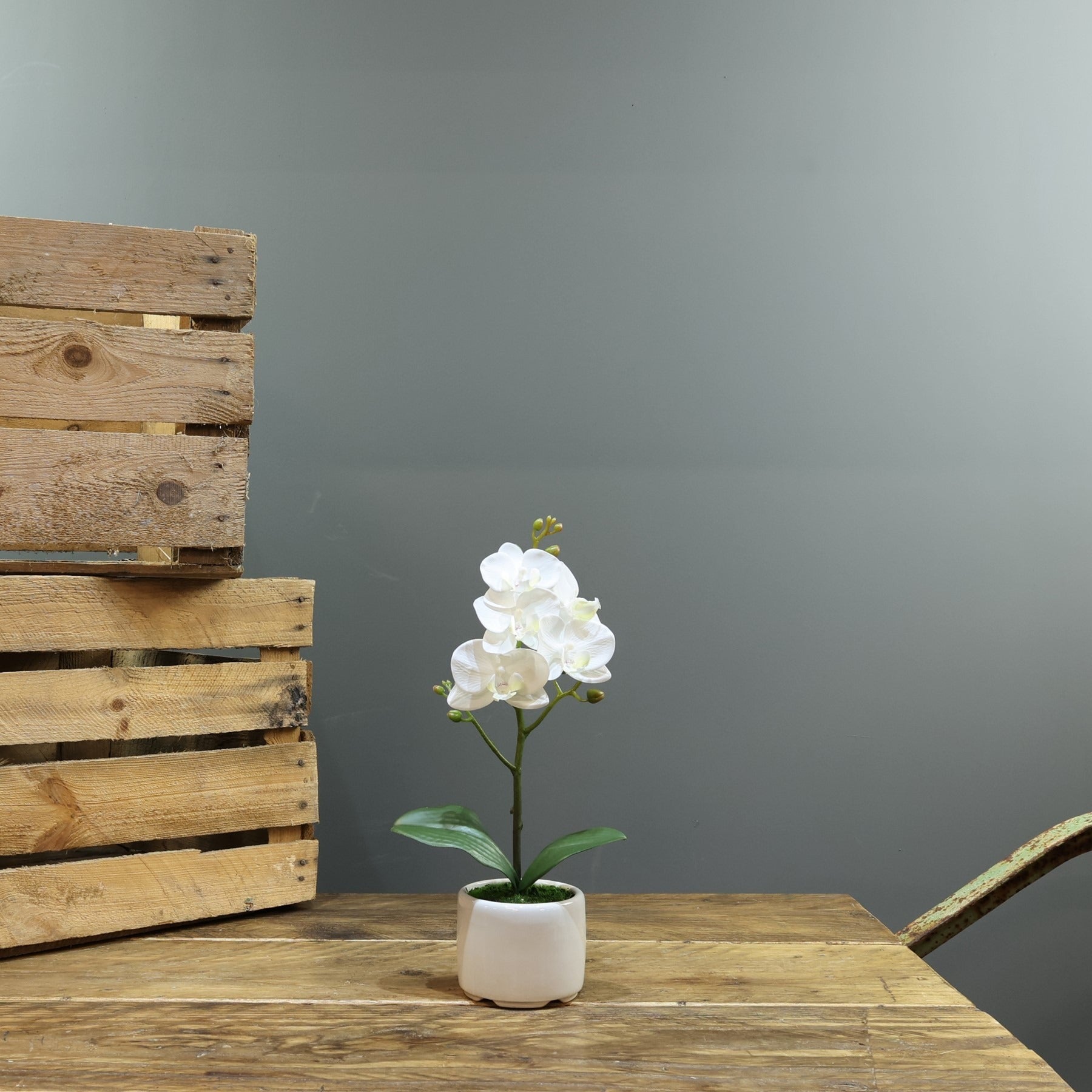 Artificial White Phalaenopsis in Planter 32cm (Medium - 1 Stem)