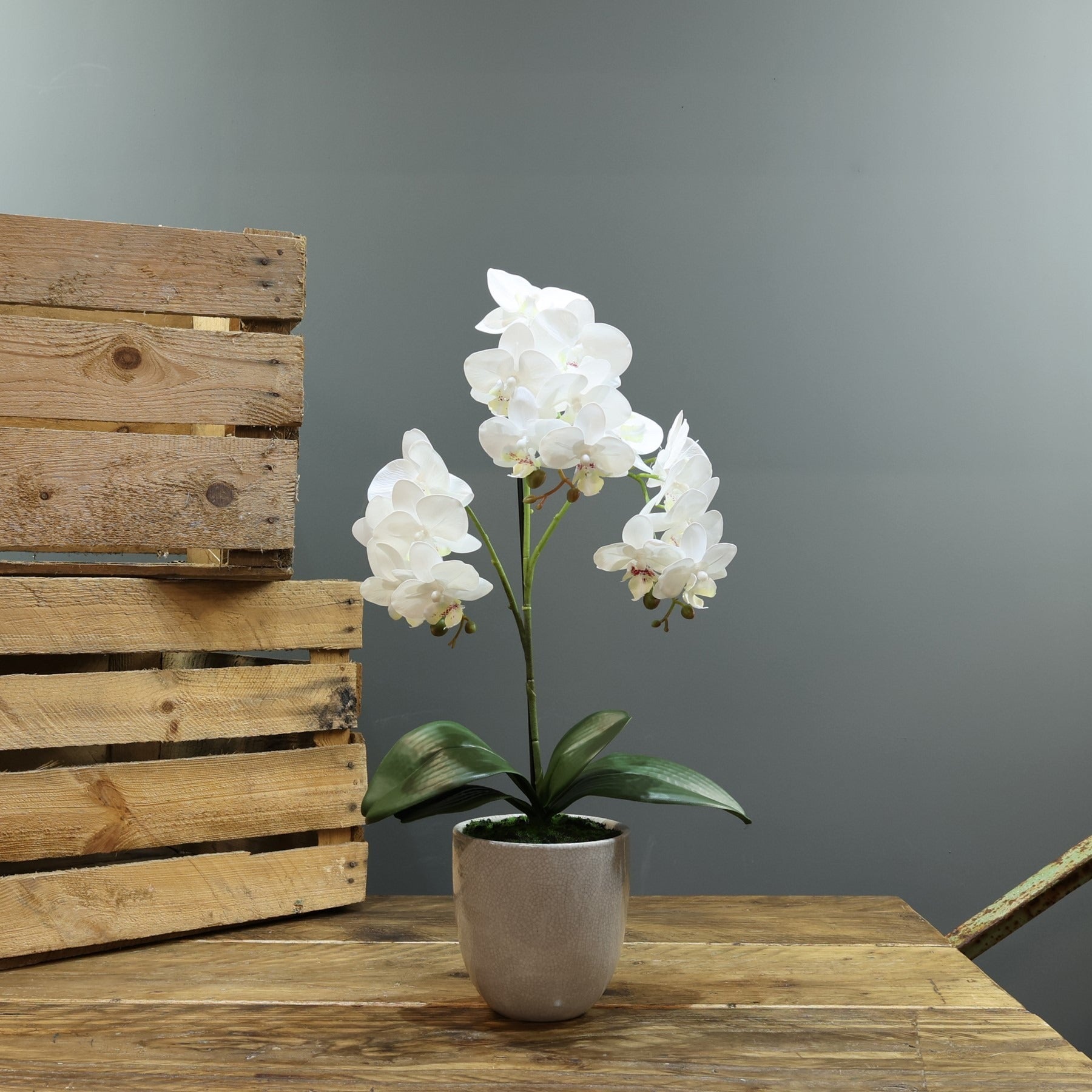 Artificial White Aragon Phalaenopsis in Planter (Medium - 3 Stem)