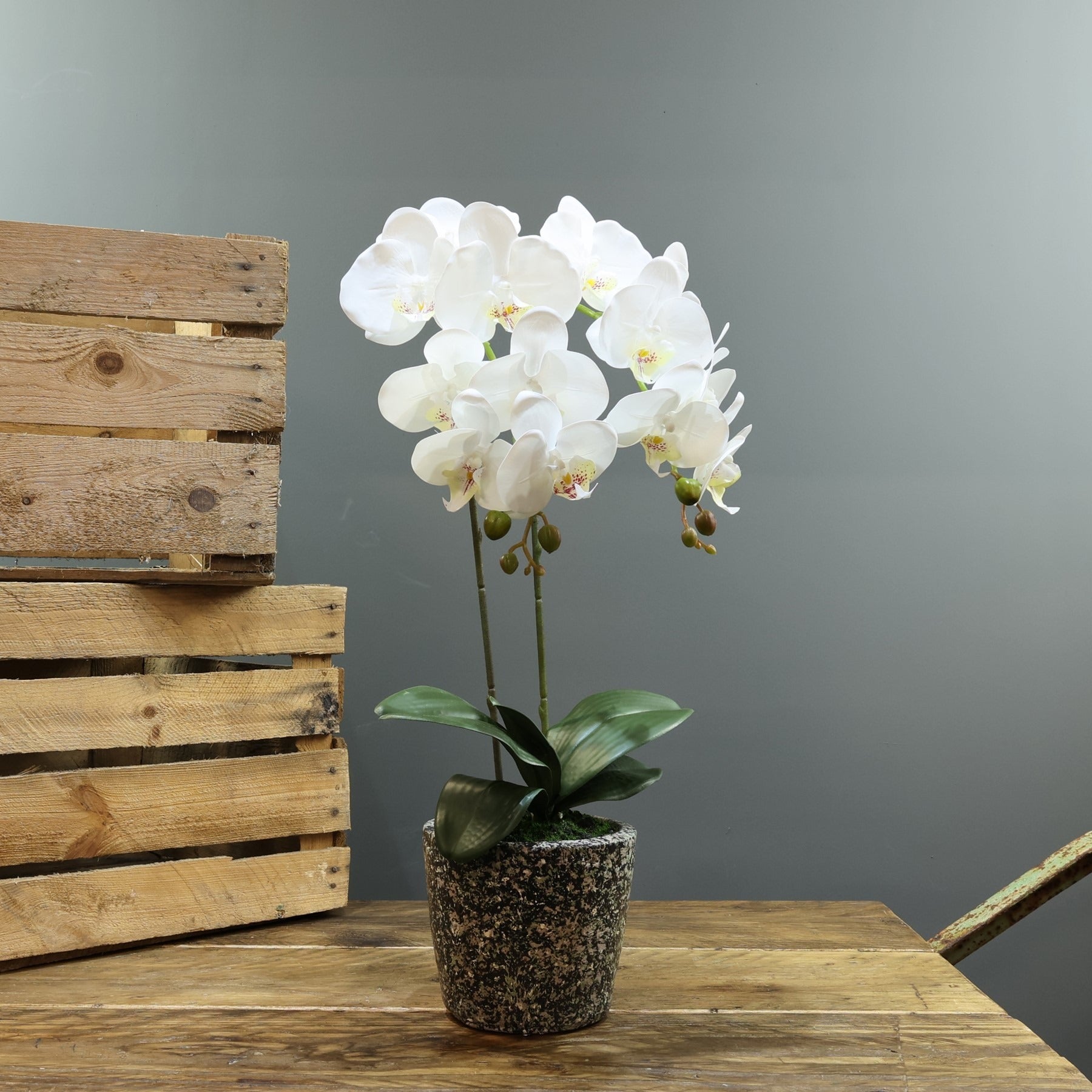Artificial White Aragon Phalaenopsis in Planter 56cm (Medium - 2 Stems)