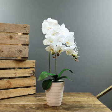 Artificial White Aragon Phalaenopsis in Planter 58cm (Medium - 2 Stems)