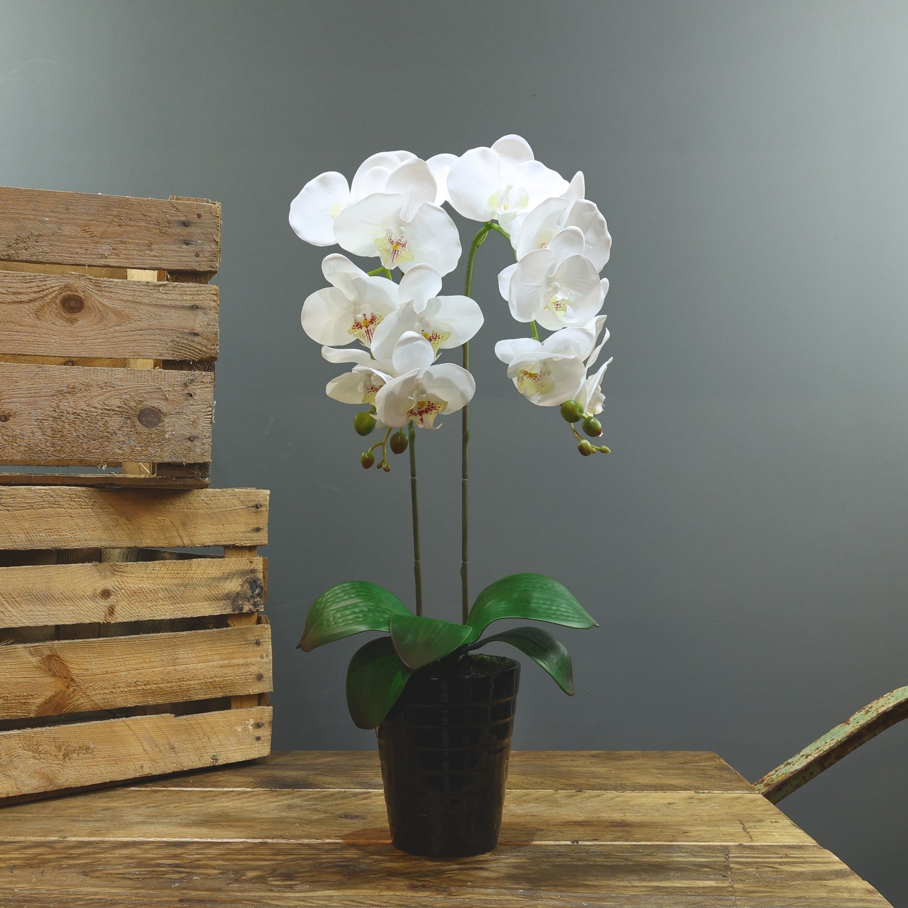 Artificial White Aragon Phalaenopsis in Black Planter 58cm (Medium - 2 Stems)