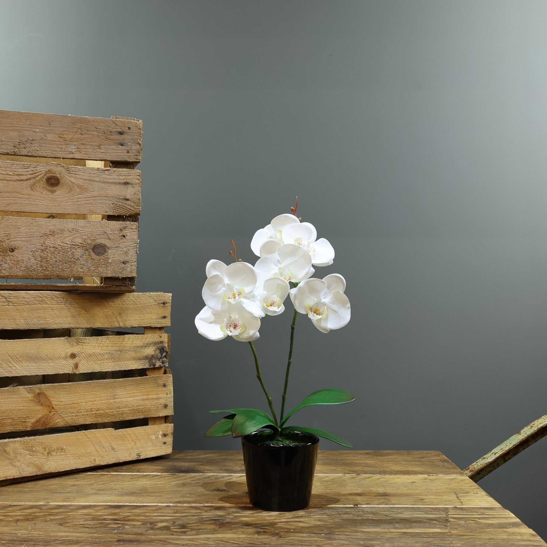 Artificial White Aragon Phalaenopsis in Planter 40cm (Medium - 2 Stems)