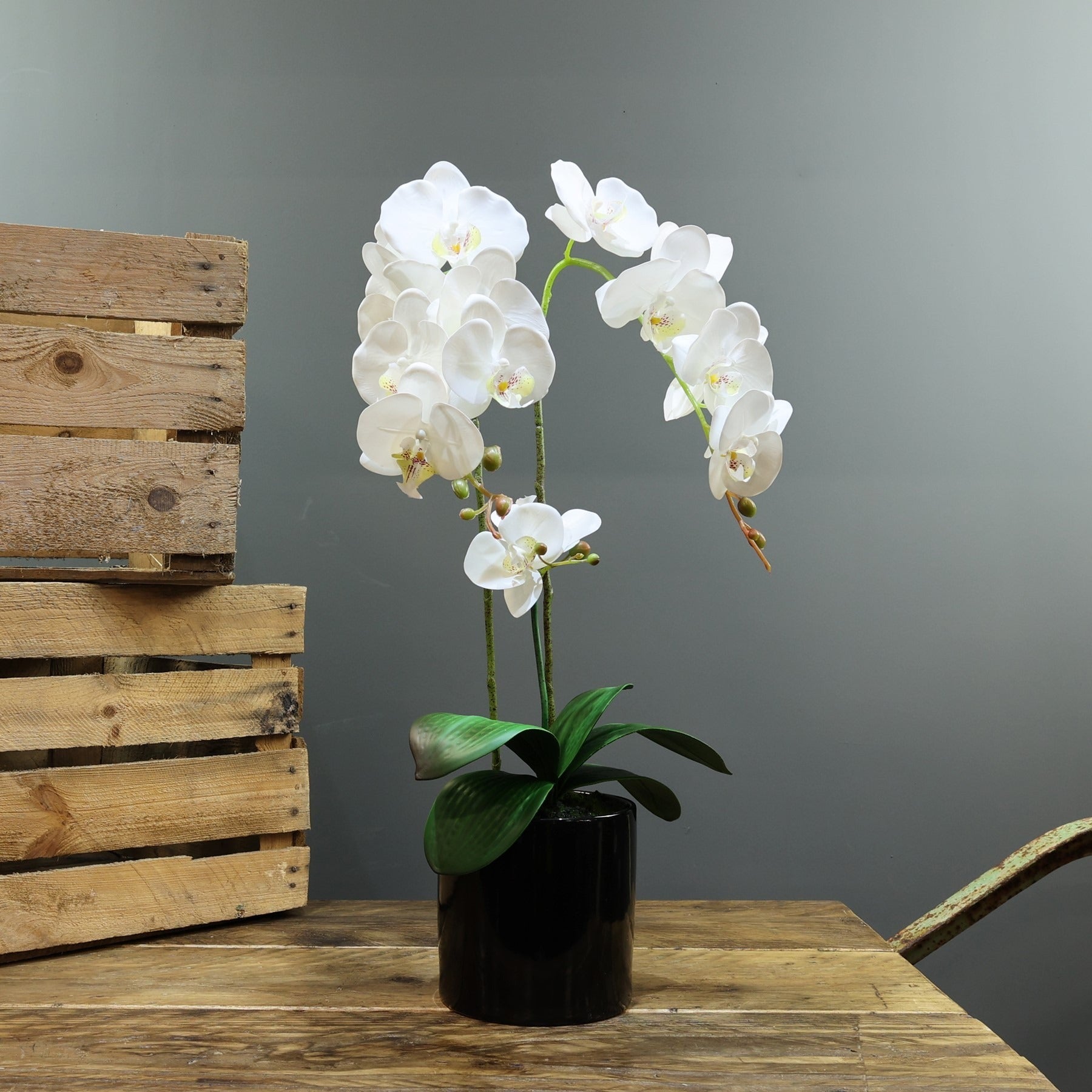 Artificial White Aragon Phalaenopsis in Planter 62cm (Medium - 3 Stems)