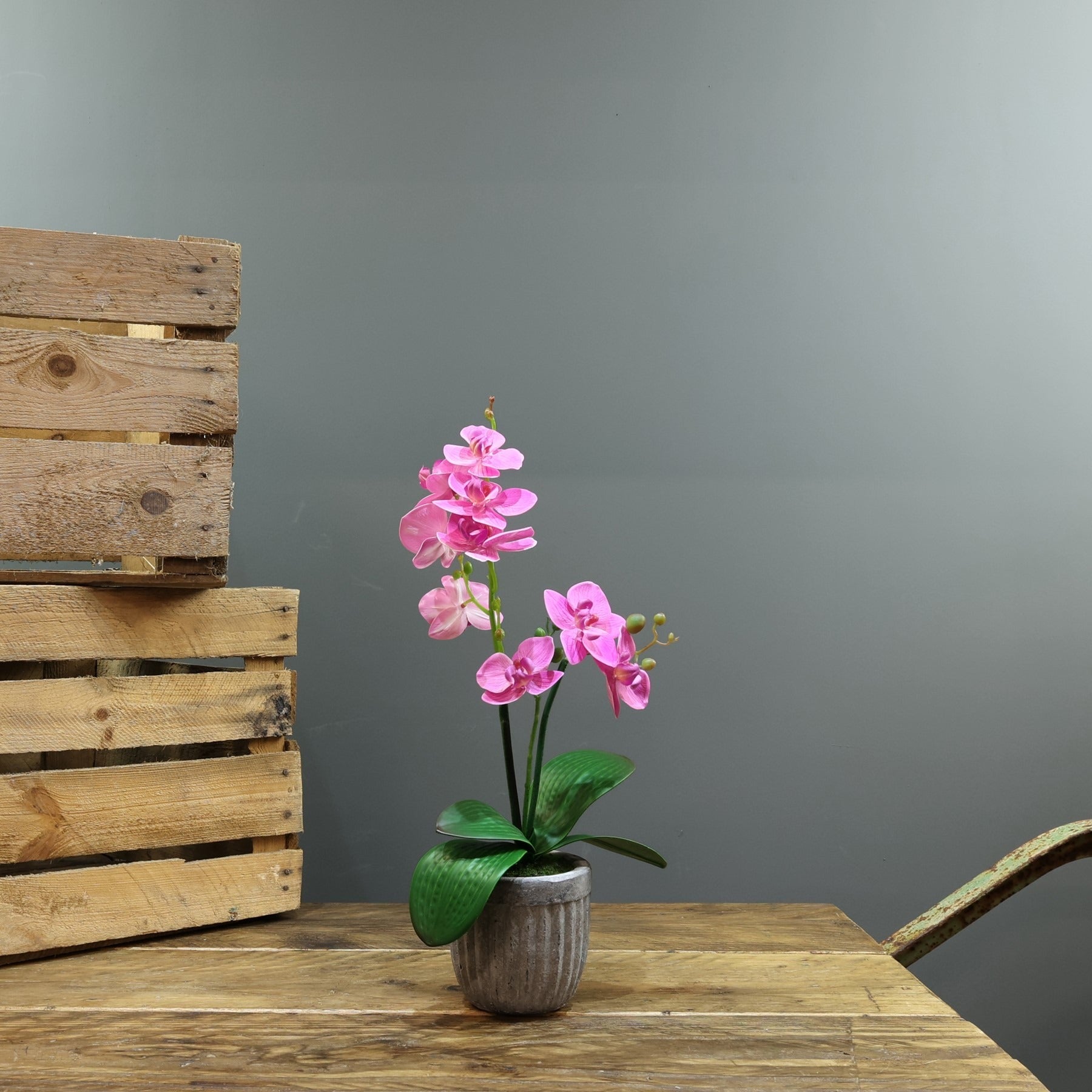 Artificial Pink Aragon Phalaenopsis in Concrete Planter (Medium - 2 Stems)