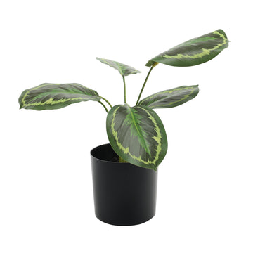 Ctenanthe Potted House Plant (34cm)