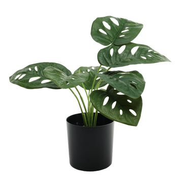 Monstera Potted House Plant (40cm)