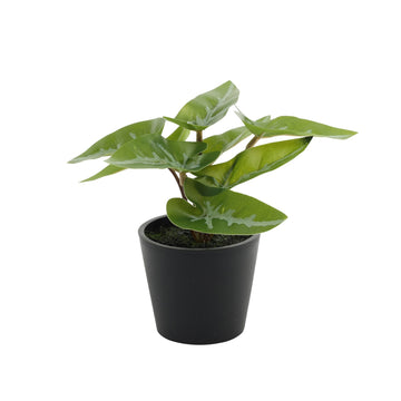 Mini Syngonium Potted House Plant (13cm)