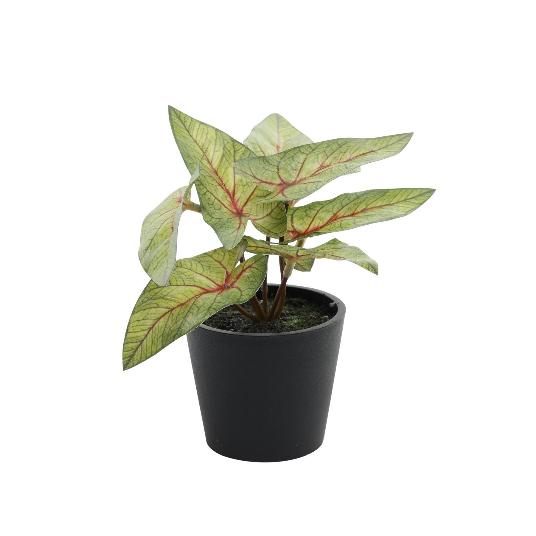 Light Green Mini Syngonium Potted House Plant( 13cm)