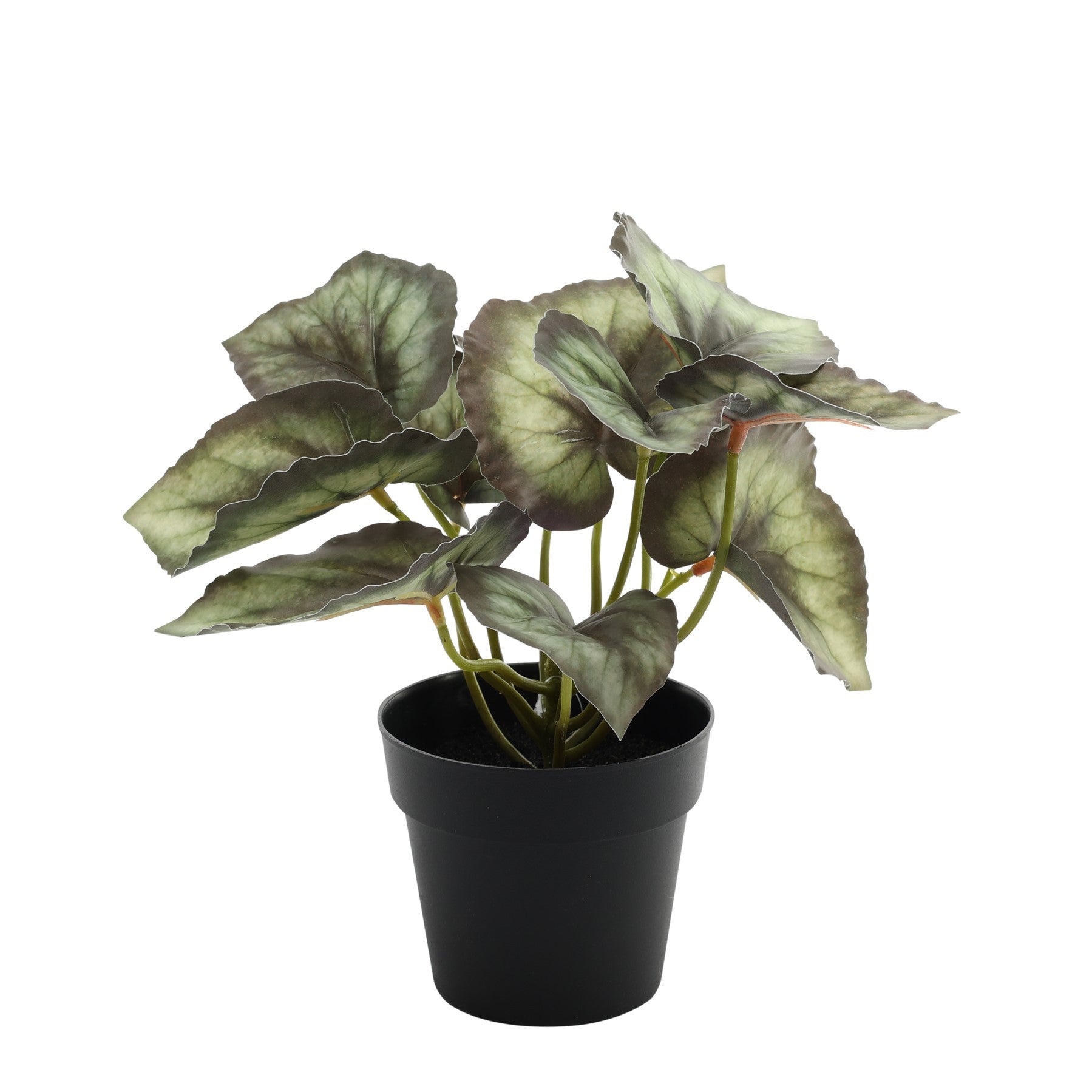 Begonia Potted House Plant (22cm)