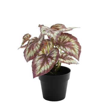 Red Leafed Begonia Potted House Plant (22cm)