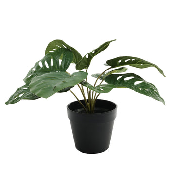 Monstera Potted House Plant (30cm)
