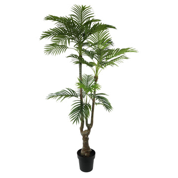 Palm Potted House Plant (175cm)