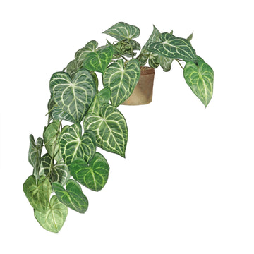 Trailing Syngonium Houseplant in Terracotta Pot (80cm)