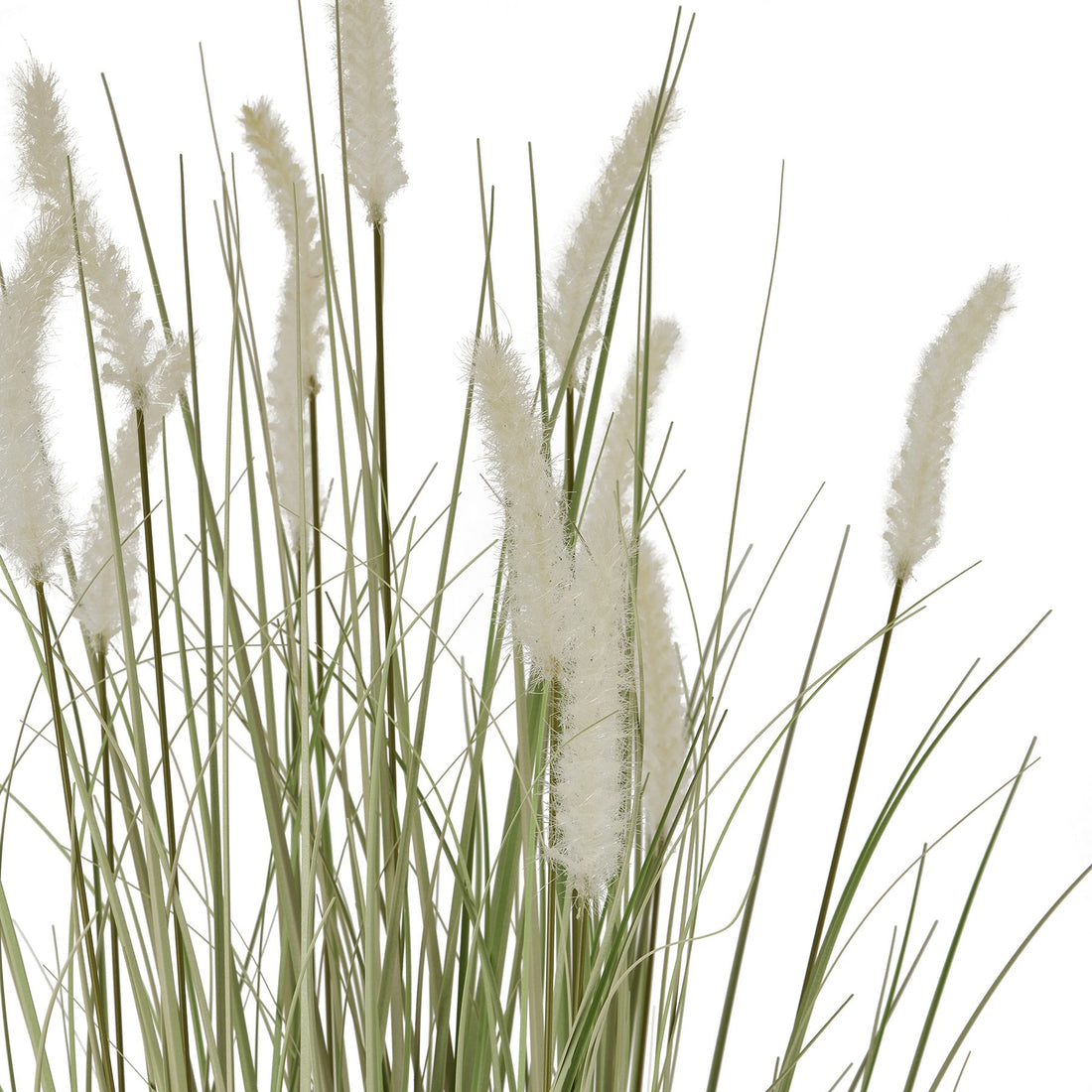 Large Bunny Tail Grass