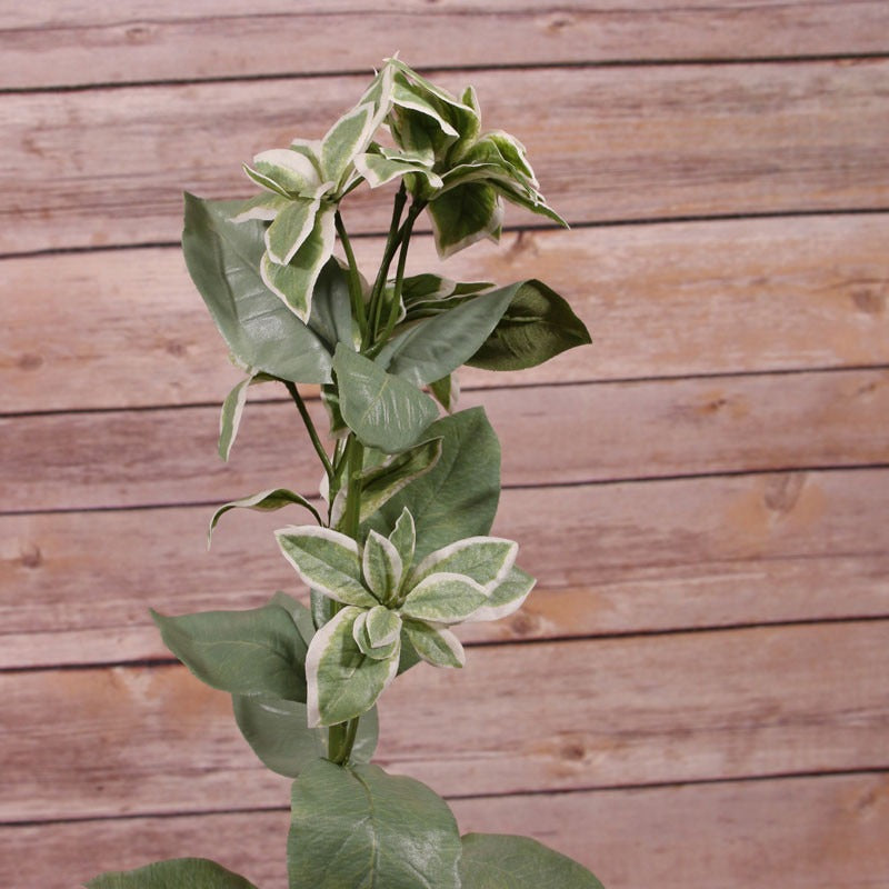 67.4cm Euphorbia Marginata Spray