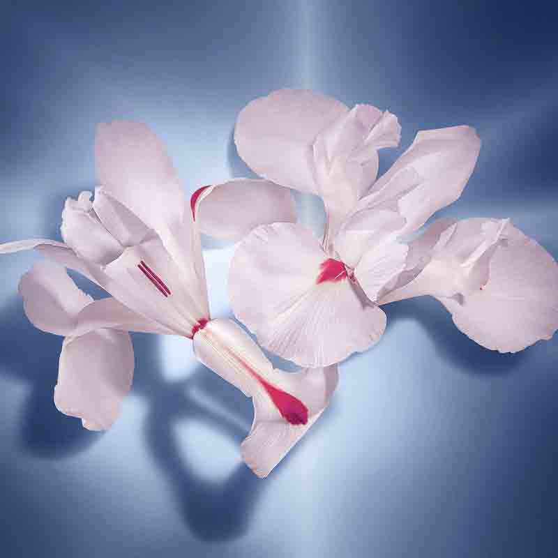 Lancome La Vie Est Belle Eau de Parfum 50ml Spray