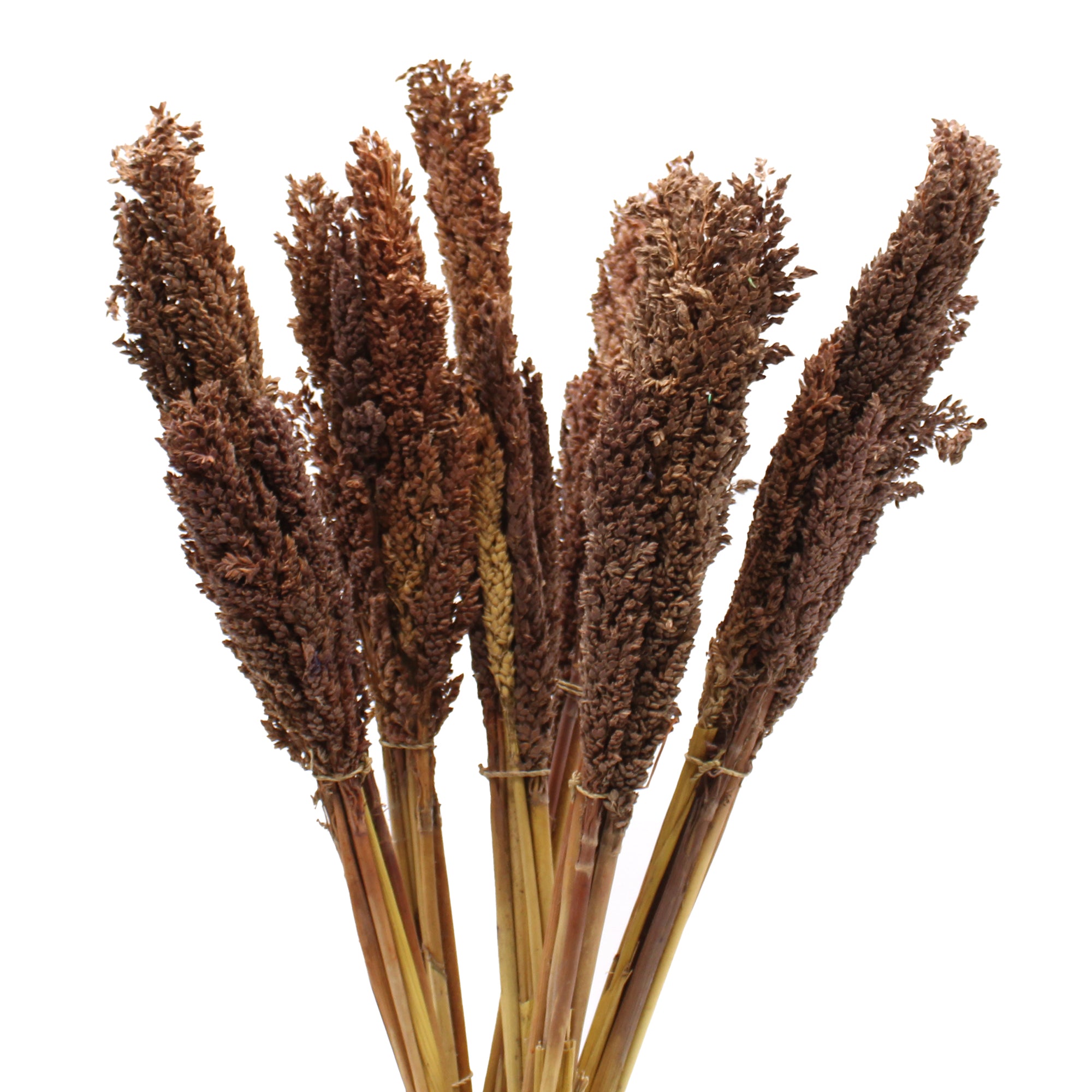 Cantal Grass Bunch - Chocolate