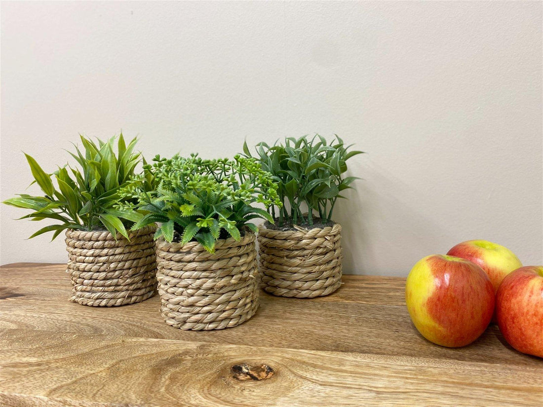 A Set Of Three Rope Effect Pots And Artificial Succulents - £24.99 - Small Succulents & Faux Bonsai 