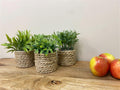 A Set Of Three Rope Effect Pots And Artificial Succulents-Small Succulents & Faux Bonsai