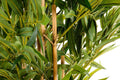 Artificial 6ft Bamboo Tree - £206.99 - Artificial Plants 