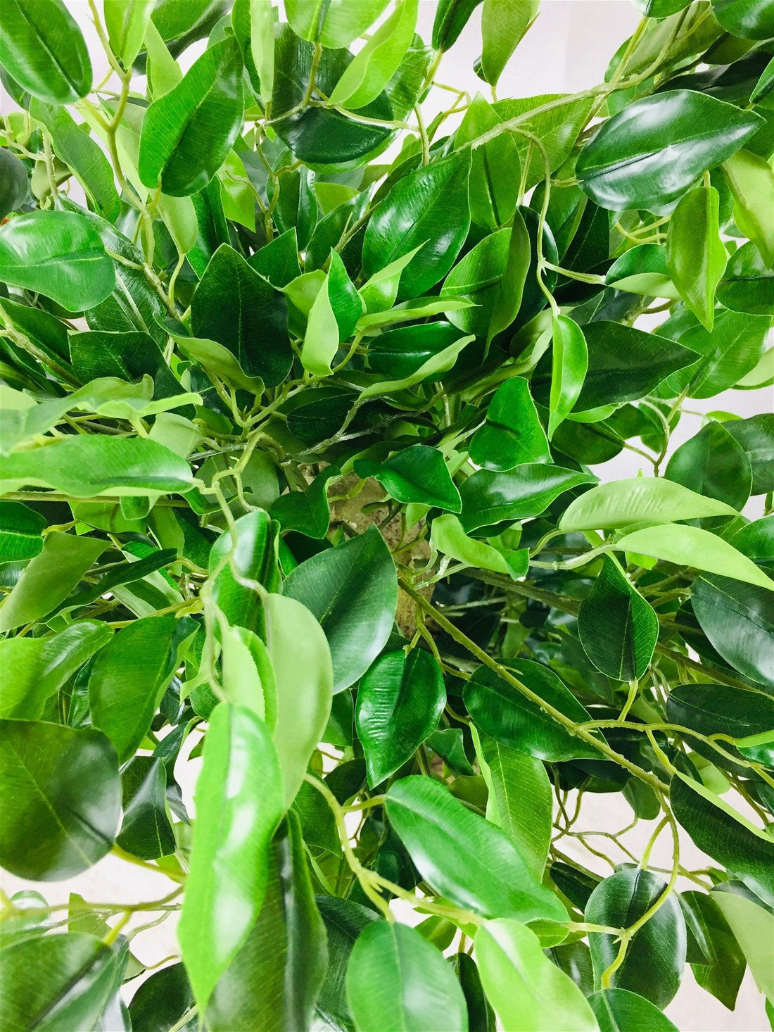 Artificial Ficus Tree With Twisted Trunk 137cm - £99.99 - Artificial Plants 