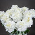 Classic White Peony-Artificial Flowers