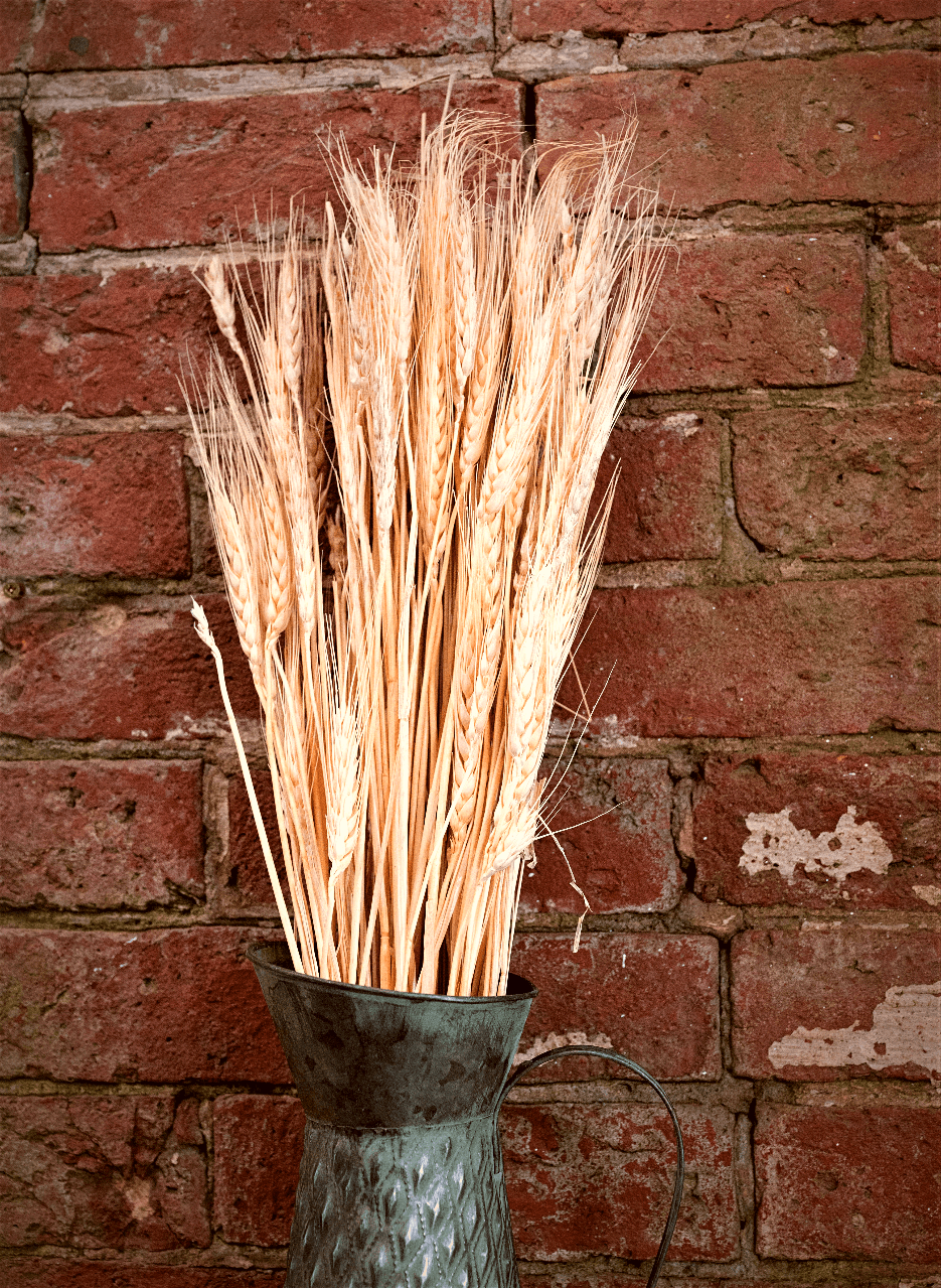 Decorative Dried Wheat 60cm - £20.99 - Flower Sprays 