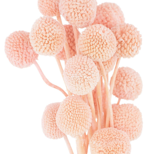 Dried Mauve Billy Ball Bunch Of 20 - £32.95 - Artificial Flowers 
