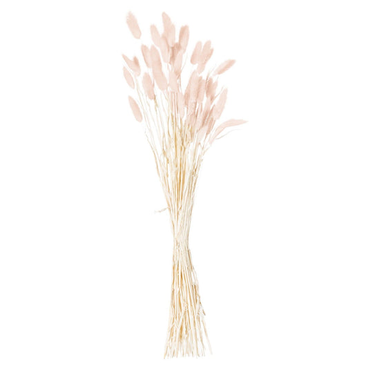 Dried Pale Pink Bunny Tail Bunch Of 40-Artificial Flowers