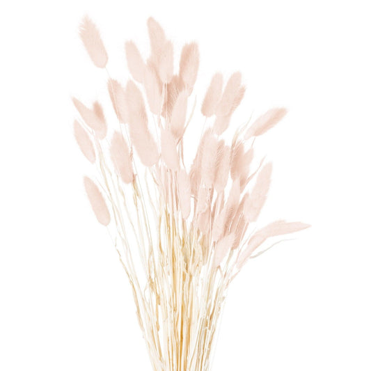Dried Pale Pink Bunny Tail Bunch Of 40 - £32.95 - Artificial Flowers 