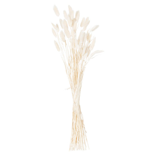 Dried White Bunny Tail Bunch Of 60-Artificial Flowers