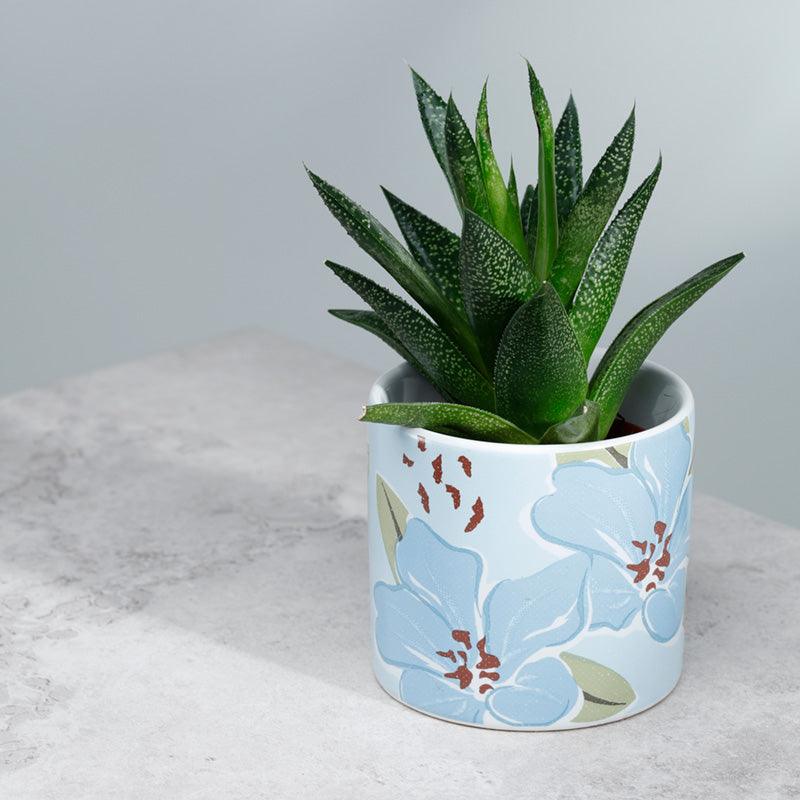 Florens Rhododendron Ceramic Indoor Plant Pot - Small - £7.0 - 