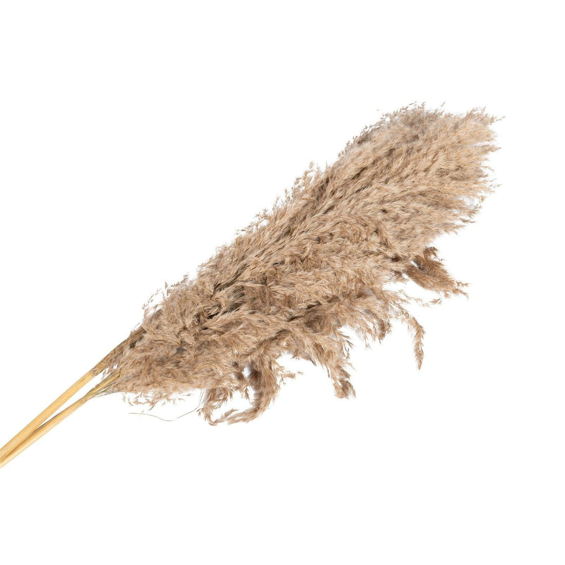 Naturally Dried Pampass Grass Stem 79cm - £16.99 - Flower Sprays 