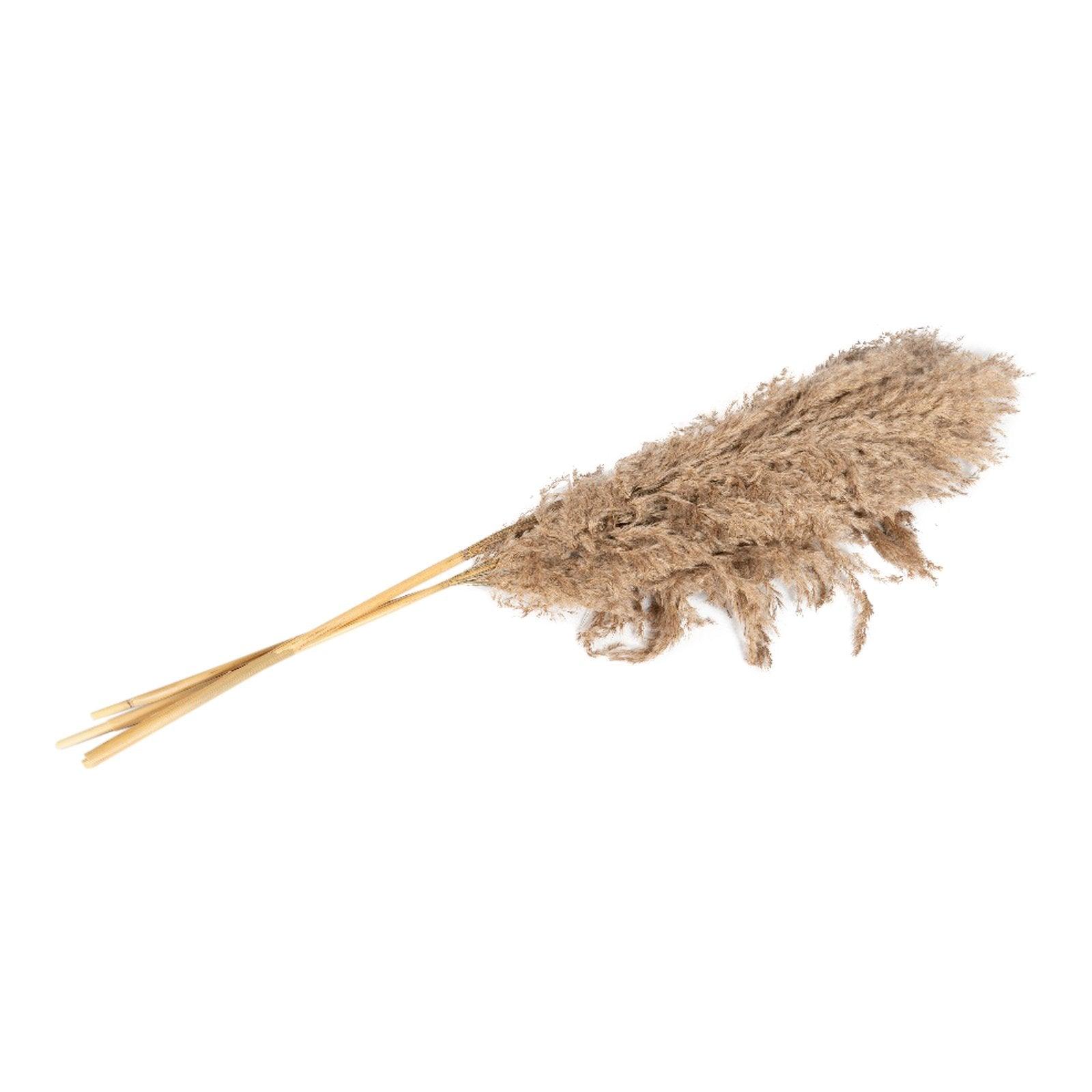Naturally Dried Pampass Grass Stem 79cm-Flower Sprays