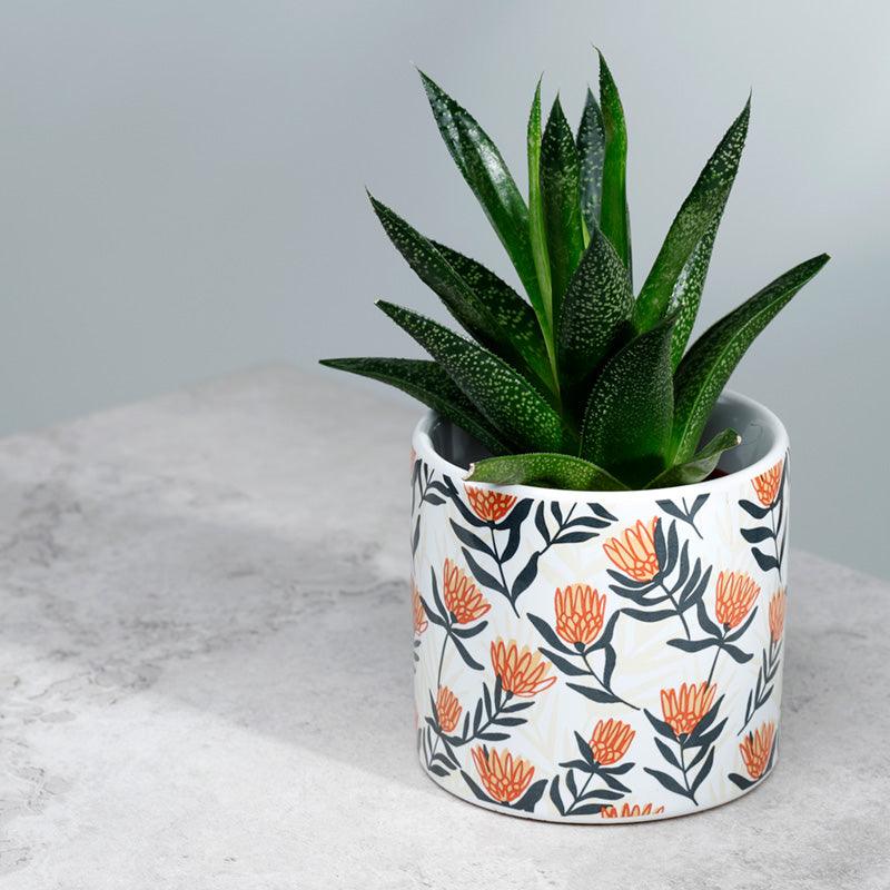 Protea Pick of the Bunch Ceramic Indoor Plant Pot - Small - £7.0 - 