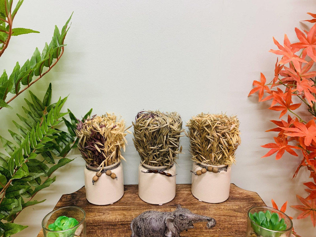 Set of 3 Dried Grasses In Ceramic Pots - £60.99 - Small Succulents & Faux Bonsai 