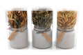 Set of 3 Dried Grasses In Ceramic Pots-Small Succulents & Faux Bonsai