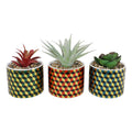 Set of 3 Succulents In Ceramic Pots With A Cubic Design-Small Succulents & Faux Bonsai