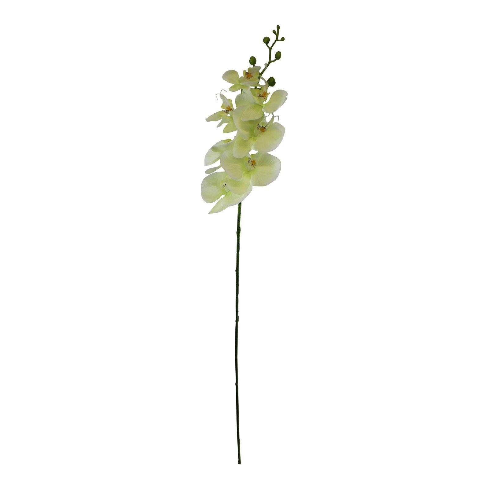 Single Orchid Spray, Cream Flowers, 85cm-Flower Sprays