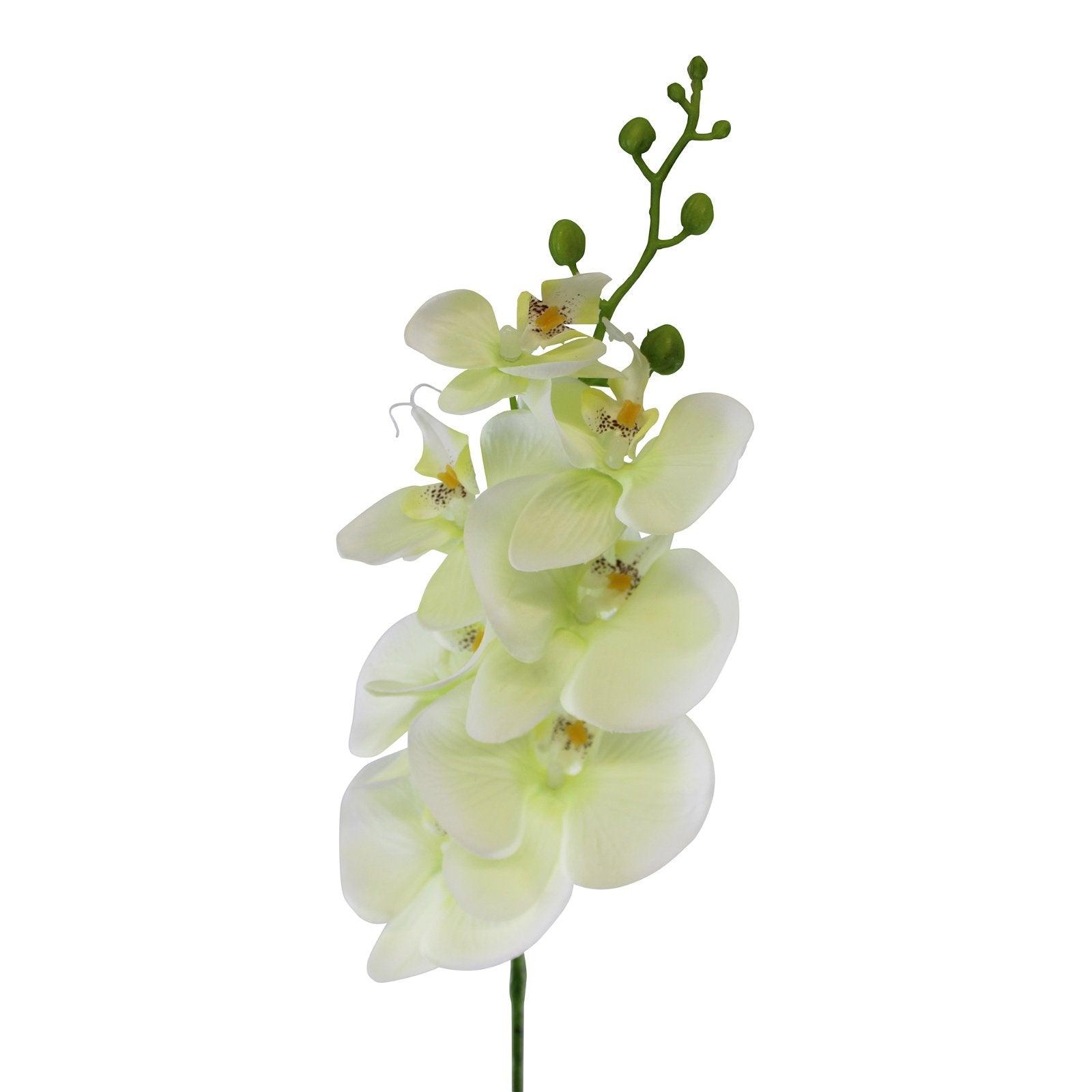 Single Orchid Spray, Cream Flowers, 85cm - £12.99 - Flower Sprays 
