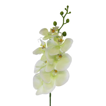 Single Orchid Spray, Cream Flowers, 85cm - £12.99 - Flower Sprays 