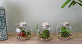 Succulent In Glass Terrarium with TeaLight Holder-Small Succulents & Faux Bonsai