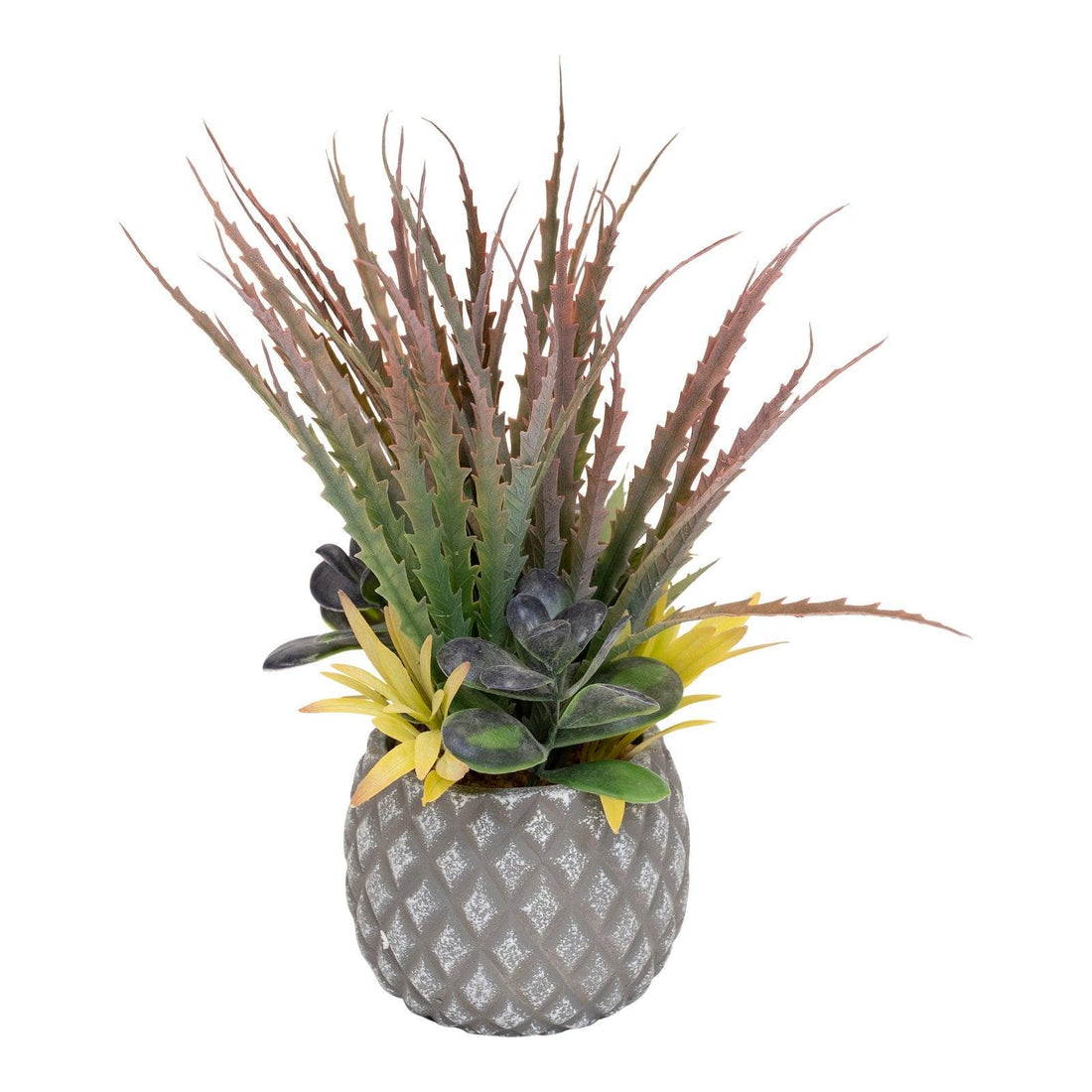 Succulents in Large Lattice Design Grey Pot - £53.99 - Small Succulents & Faux Bonsai 